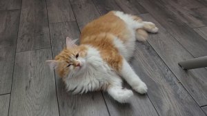 Приехала в гости. Познакомилась с котом.