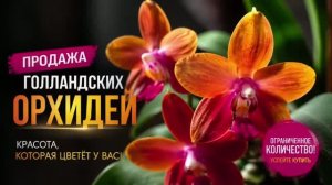 ШОК ЦЕНА. ГОЛЛАНДСКИЕ ОРХИДЕИ
