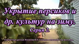 Укрытие персиков и др. культур на зиму. Серия 2.