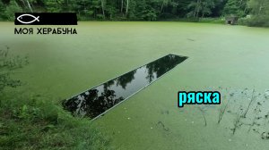 Херабуна. Ряска.