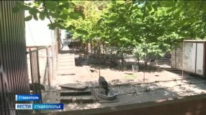 Жители Зеленой рощи в Ставрополе страдают от круглосуточного лая собак