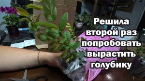 Обзор покупок с маркетплейсов: саженцы голубики, москитная сетка, книга, семена салатов