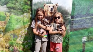 #Цена_щенка_чихуахуа Зои 120 тр , Зуллус 100 тр #купить_щенка_чихуахуа_продаю +79215950848