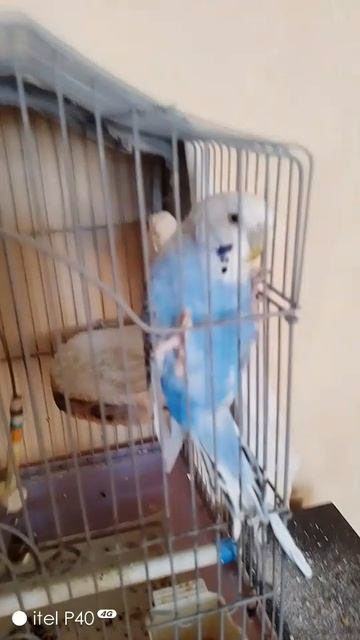 Немного о попугайчике