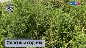 Борьба с опасным сорняком