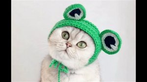 Самые милые котики😽😍🙀  подборка смешных  котят