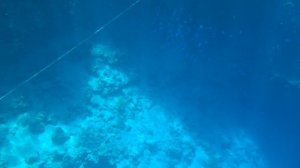 Египет  2026 Reef Oasis Blue Bay подводный мир