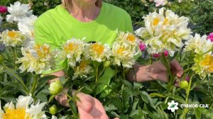 Green Halo peony. Грин Хало пион. Пулков сад (2026 г.)