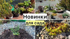 Рабочий ВЛОГ! Сажаю новых жителей! Хвойные, вереск, очитки!