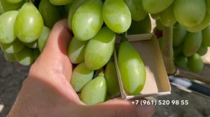 Обзор  виноградника 31 июля 2026 год, Новороссийск. Часть 1.