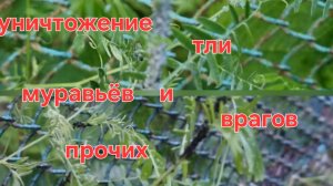 Как уничтожить тлю, муравьёв,  слизней и улиток за один раз.