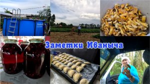 Первые лисички, семейный подряд и компот из ирги