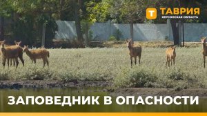 Заповедник «Аскания-Нова» находится в опасности из-за атак ВСУ на энергосистему