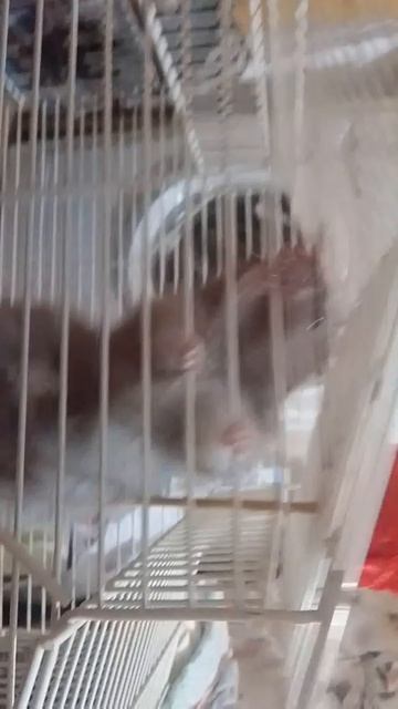 мой хомяк 🐹🐹🐹🐹🐹 ❤️😂🙏💗😅