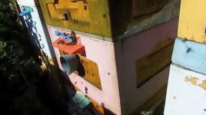 прилетел рой и сам заселился в улей на пасеке, матка Элгон приступила к яйцекладке , 31.07.2026