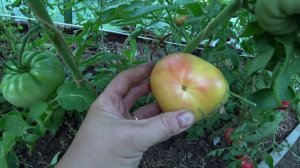 Крупноплодные томаты. Часть 4