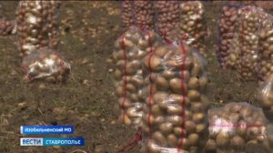 На Ставрополье аграрии возрождают овощеводство открытого грунта