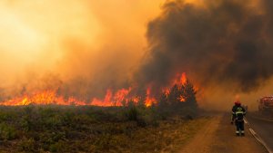 Более 300 человек задержаны во Франции за умышленные поджоги лесов