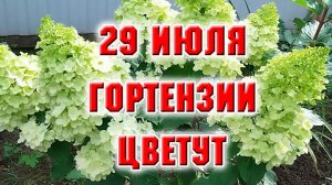 29 июля. Гортензии начинают зацветать