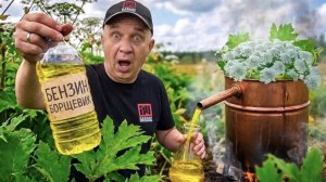 ГОНИМ БЕНЗИН ИЗ ТРАВЫ - НЕФТЬ больше не нужна