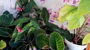 Цветульки у моей мамульки (глоксинии) 🌺