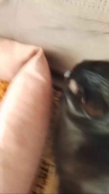 Коты