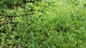 Жизнь в деревне.🏡 Дождь каждый день. ☔
