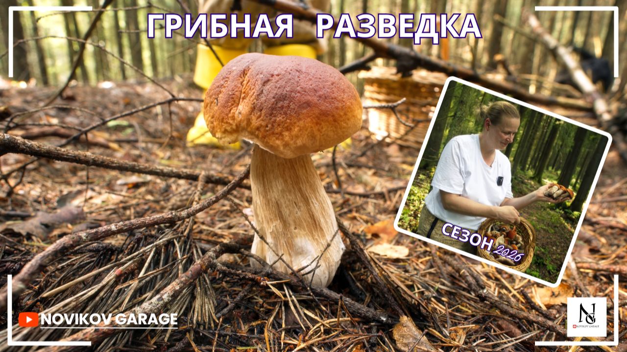 Грибная разведка 01 августа 2026. Всеволожский район.