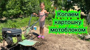 Копала картошку мотоблоком! Было очень интересно
