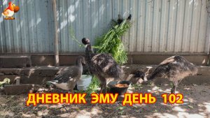 Дневник страусят Эму день 102