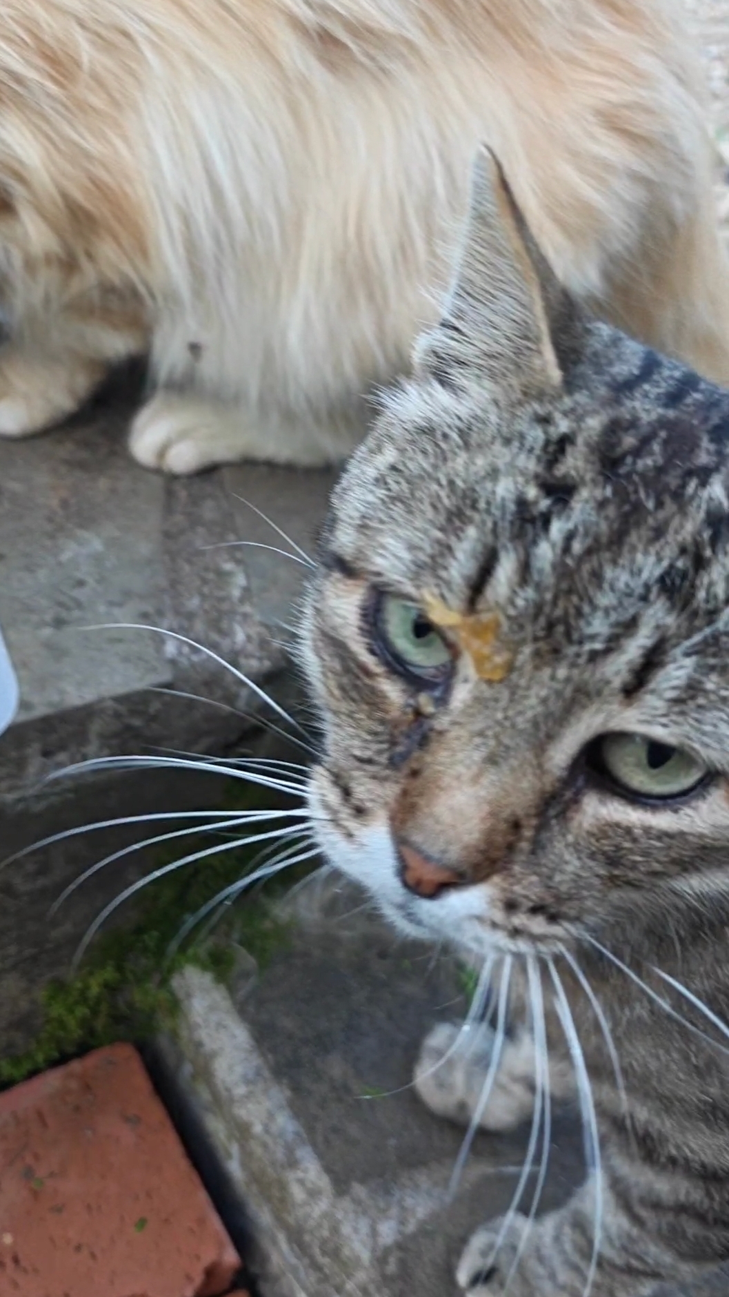 Ну кто так ест?! Мяу... 😺😸😺 #trending #funny #cat #cats #nature #дача #кот #коты #смех #природа