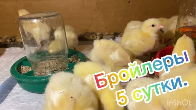 Бройлеры 5-е сутки. 01.08.2026