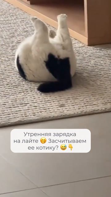 Утренняя зарядка 🐱