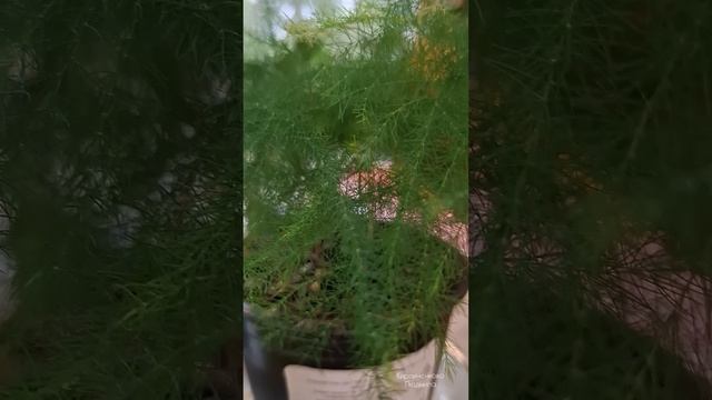 Купила новый цветок и лечу орхидею с геранями