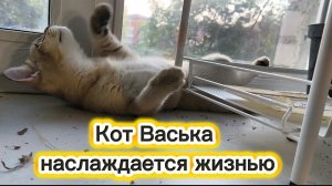 Кот Васька наслаждается жизнью