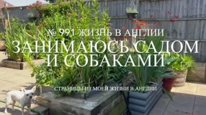 Занимаюсь садом и собачками. № 991 Жизнь в Англии