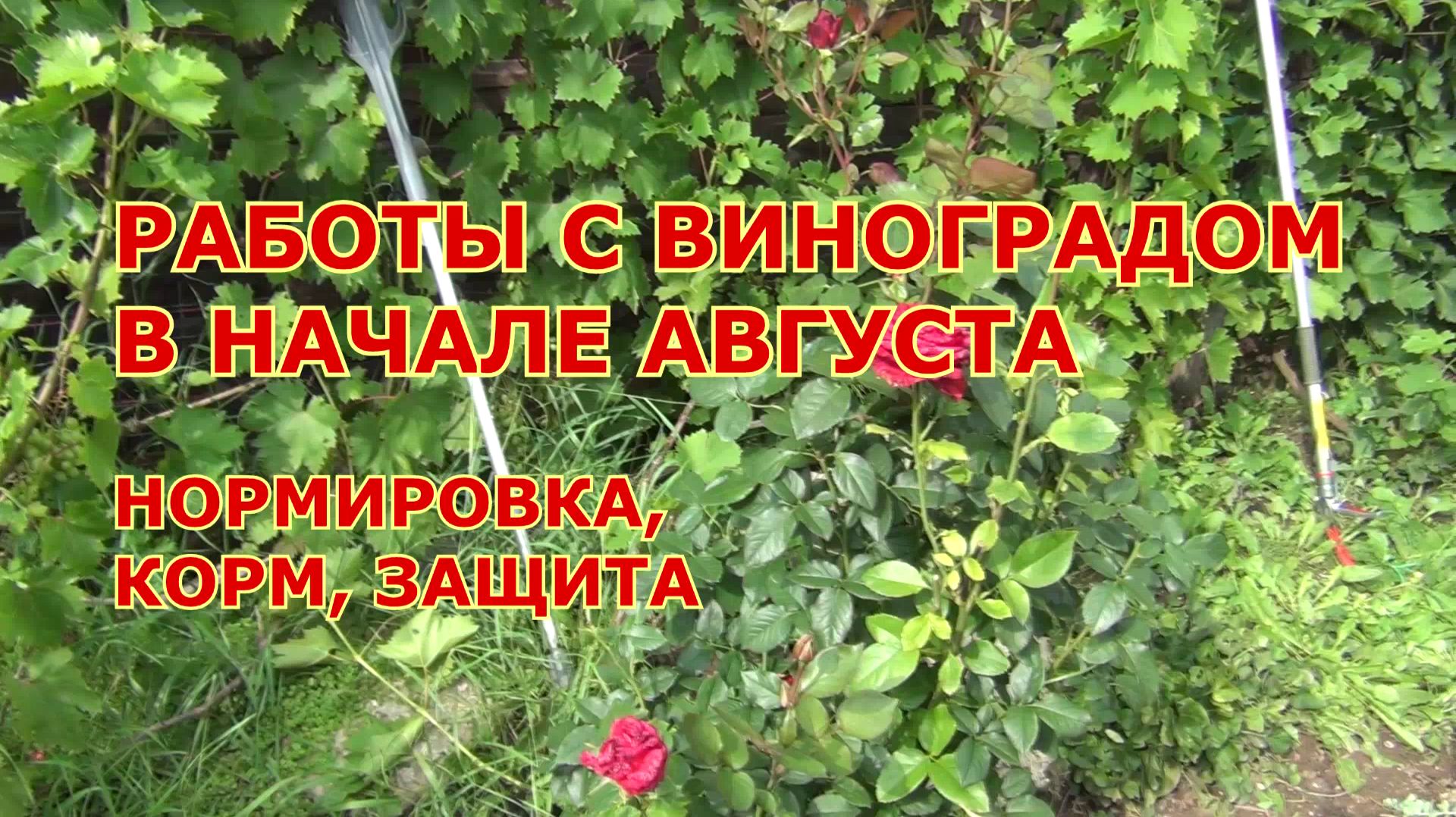Виноград в начале августа. Нормировка. Корм. Защита урожая