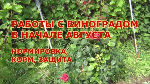 Виноград в начале августа. Нормировка. Корм. Защита урожая