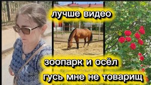 живой уголок в Волгограде Университет Кони,гуси,ослик