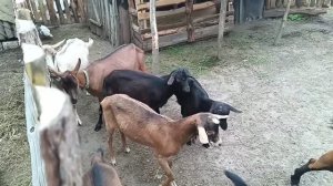 Убрали кирпич со двора