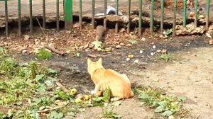 Кот против наглой крысы 😱