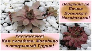 Получили по Почте Посылку с Молодилами! Распаковка! Как посадить Молодило в открытый Грунт!