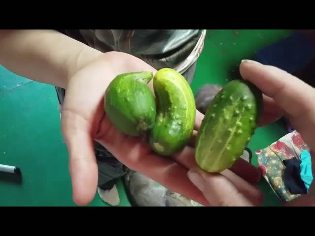 Коты и Кошки атаковали