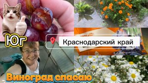 Купили дом. Дожди на юге. Виноград треснул. Турник для дочки.