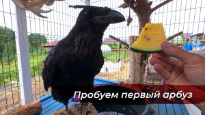 Обновляем вольер и учусь косить литовкой
