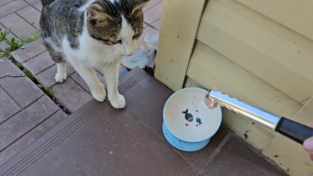 🐈Клёпа исхудал, принимаю меры)) эксперимент