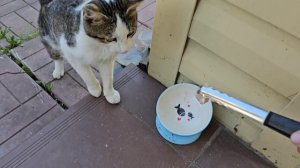 🐈Клёпа исхудал, принимаю меры)) эксперимент