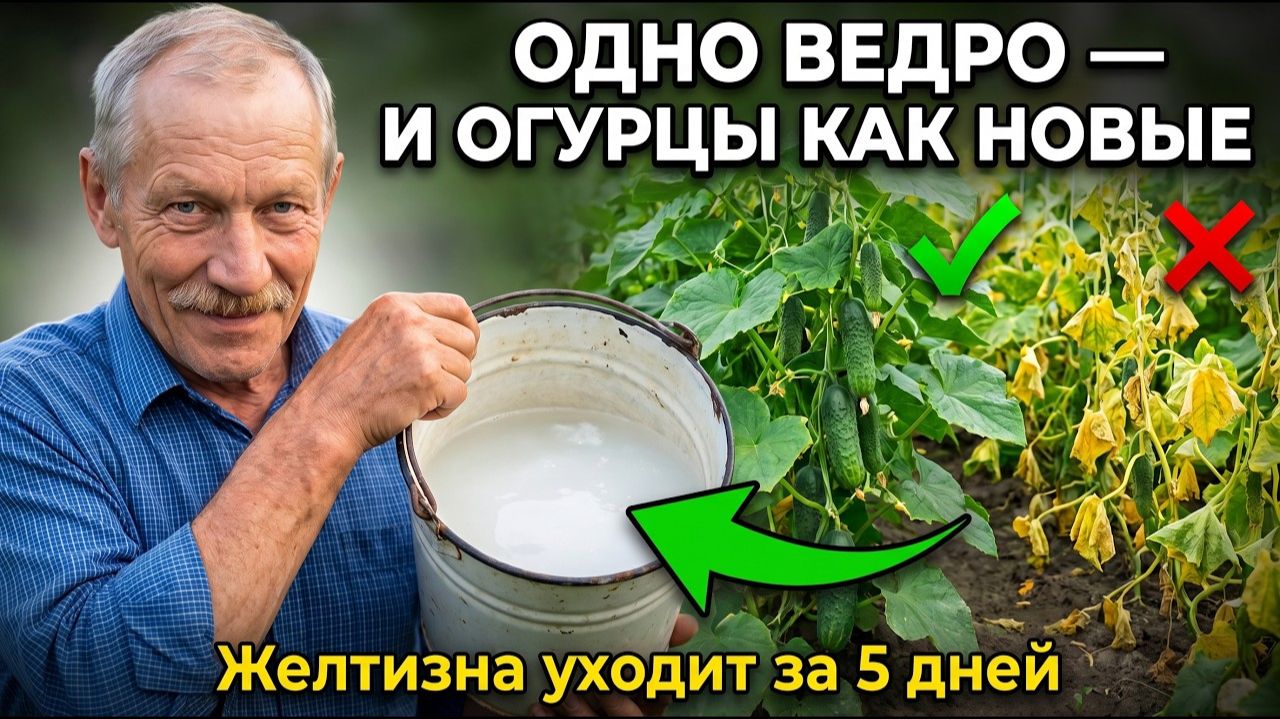 Обработайте этим ОГУРЦЫ в августе пожелтение пройдёт, и завязи ПОПРУТ со страшной силой!