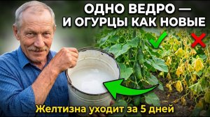 Обработайте этим ОГУРЦЫ в августе пожелтение пройдёт, и завязи ПОПРУТ со страшной силой!