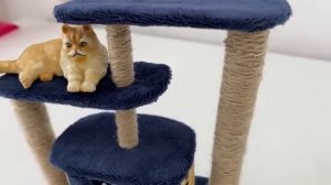 КАК СДЕЛАТЬ КОШАЧИЙ ДОМИК И ПЕРЕНОСКУ